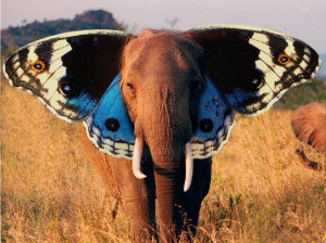 Elephant? Butterfly? by saulinis