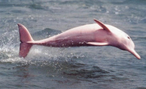 Albino bottlenose dolphin