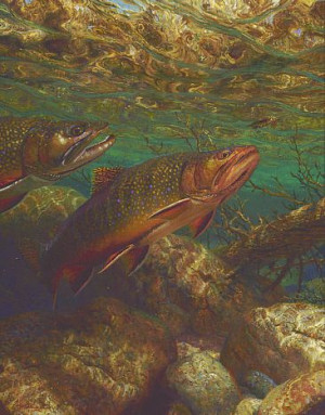 Brook Trout Paintings