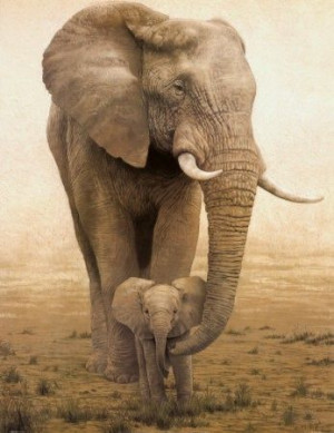 ... Wildlife, Baby Animal, Baby Girls, Elephant Baby, Beautiful Creatures