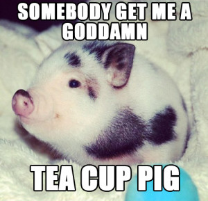 Teacup Pig Cute Lol Picture