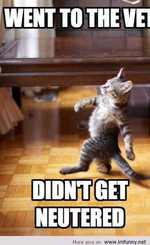 tagged funny meme vet cat funny memes vet cat funny vet cat meme vet ...