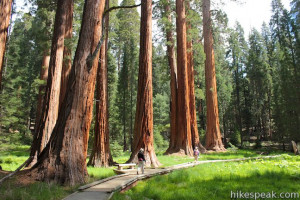 Related Pictures sequoia trees this information includes growth size ...
