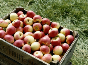 Top 10 Best Winter Foods - Healthy Winter Food Guide