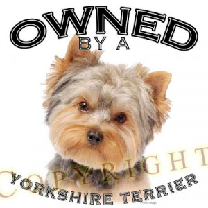 Alpha Yorkies - Owned By A Yorkie
