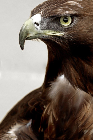 Golden Eagle: Animals Natural, Kingdom Animalia, Do You, Golden Eagles ...