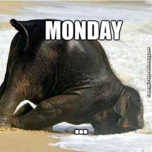 Funny Monday Humor Elephant Face First In The Water