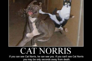 funny cat ninja 25 Funny Pictures With Quotes You Should Check Today