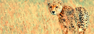 Beautiful Cheetah Fb Cover