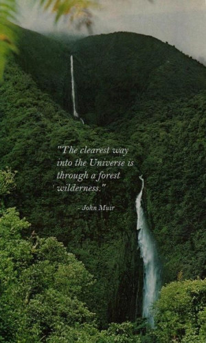 ... way into the universe is through a forest wilderness.
