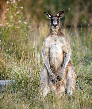 protesting the Australia slaughter 400 kangaroos blamed for ruining ...
