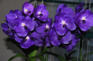 Purple Orchids Flower Wallpaper | ExpoImages.Com