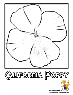 california devin reports states flower states california kids usa ...