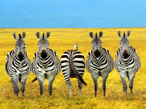 ... -Zebra+animals+of+kenya+uganda+tanzania+south+africa+animals.jpg