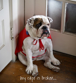 english bulldog superhero cape