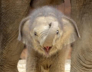 Newborn baby elephant!