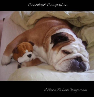 dog #puppy #quote #cute #funny