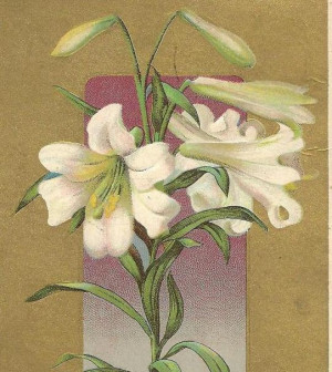 Easter Lily Postcards Post