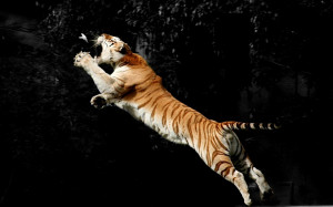 ... category tiger downloads 426 tags animal tiger hunting wild views 1554