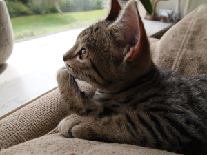 Billy The Cat Page Billythecat