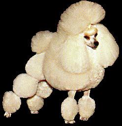 wonder if other dogs think poodles are members of a weird religious ...
