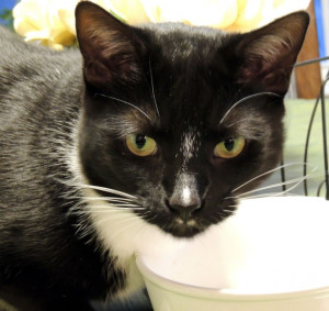 Tuxedo Cat Black And White