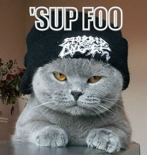 Funny stylish cat