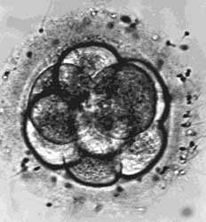 The Great Debate Over Stem Cell Research