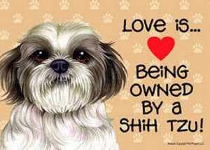 Shih Tzu love