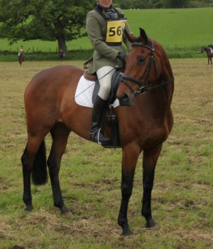 superb schoolmistess allrounder 9yr old bay mare by cougar cruising