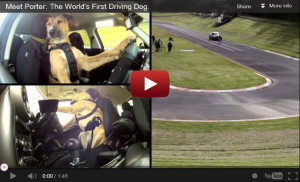 ... the Hero's: Monty, Porter and Ginny – world's first driving dogs