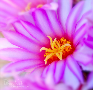 Inspirational Quote and Flower Art by Robyn Nola