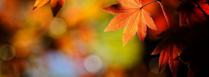 autumn-banner-fb-cover