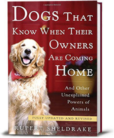 Book cover for Dogs That Know When Their Owners Are Coming Home