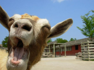 Funny Goat Photobombs