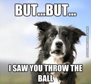 Funny Pictures - Cunfused Dog - But i saw you throw the ball