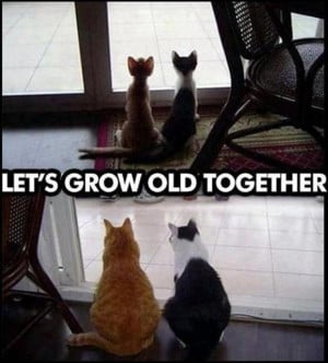 funny-cats-growing-old-together