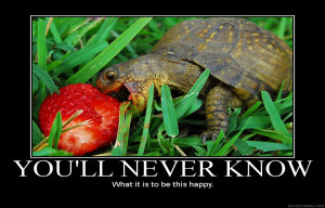 ... 1400x900 Happy, Grass, Turtles, Strawberries, Motivational, Posters