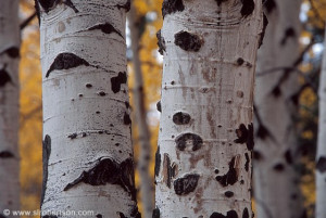 Closeup View Aspen Tree Trunks