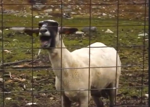 Goats Screaming Like Humans, And A Seal [VIDEOS]