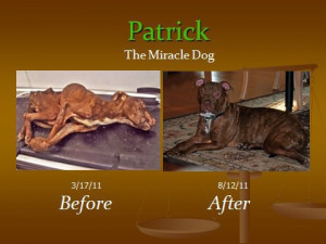 Kisha Curtis (Alleged Abuser of Patrick, the Miracle Dog) Expected to ...
