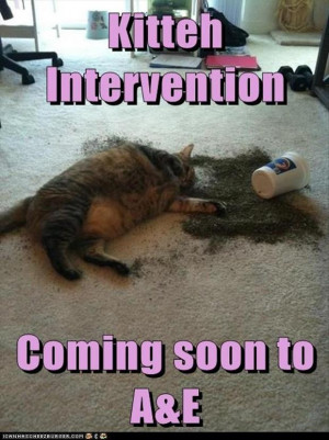 kitten intervention funny cat nip pictures