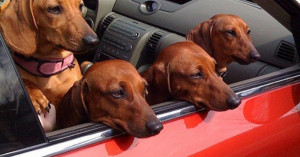 What goes together better than dogs & mean girls quotes? im dying!