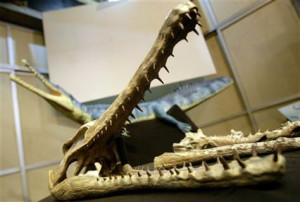 Scientists unveil prehistoric crocodile