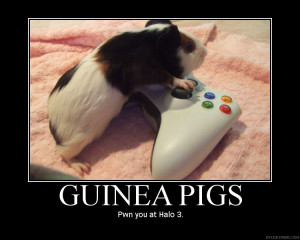 If Guinea Pigs can outplay humans, then humans are pathetic.