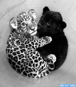 black-and-white-animals-omg-cute-things-072512-06
