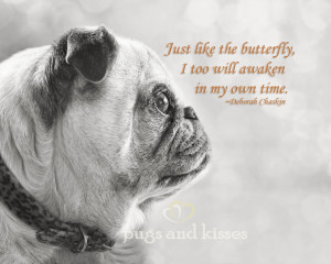 Pugs with Funny Quotes