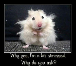 Funny animals with funny sayings: Bit Stress, Schools, Finals Week ...