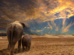 ... Quotes, God Creatures, Elephants Love, A Quotes, Animal, Henry David