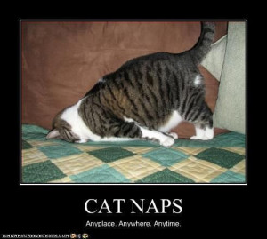 Cat Naps / Grumpy Cat Meme / Grumpy Cat Pictures